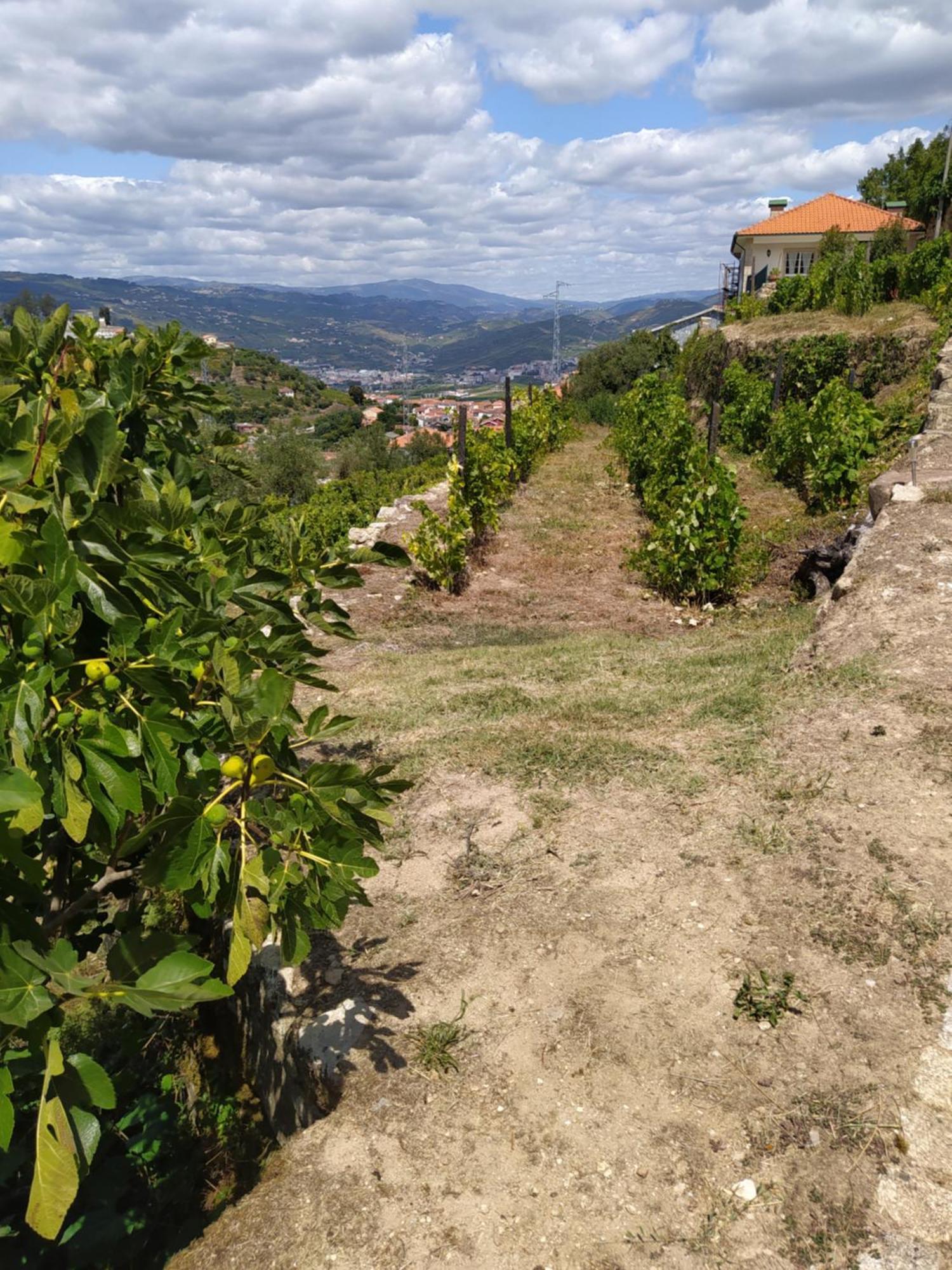 Quinta De Penelas Lamego Zewnętrze zdjęcie